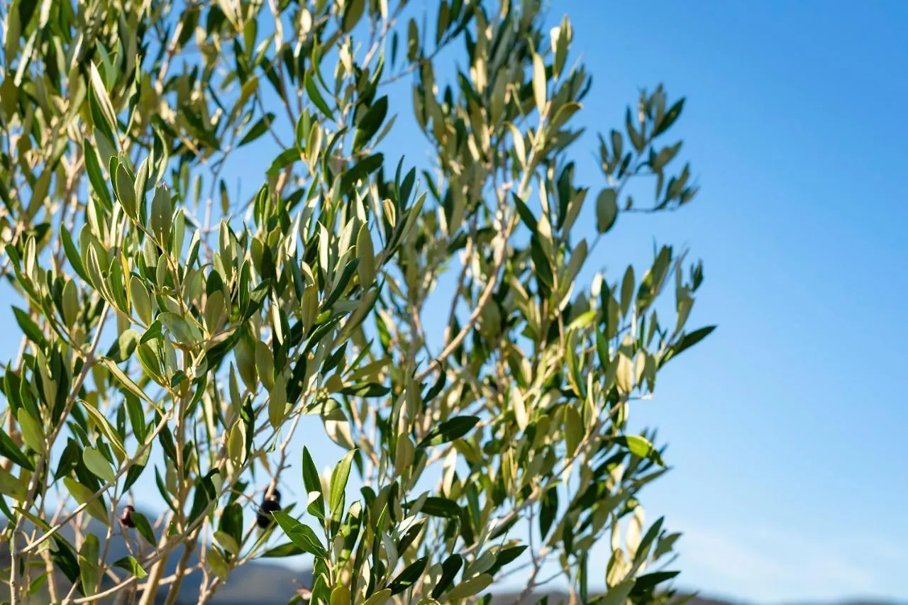 Agriturismo Terre Di Castiglione 卡斯蒂里昂纳·德拉佩 0*,
